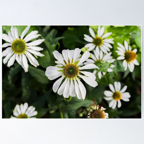 Item preview, White Coneflower designed and sold by slin74.