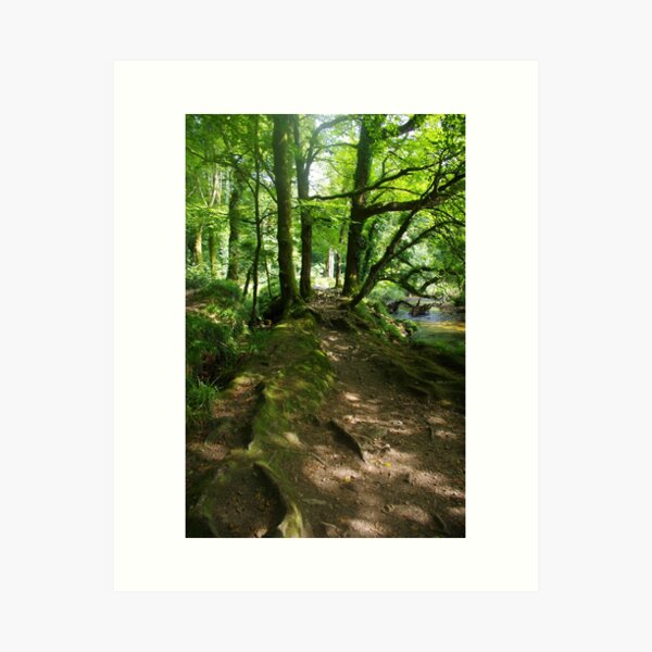 Item preview, A Shady Walk, Draynes Woods, Cornwall, UK designed and sold by lezvee.