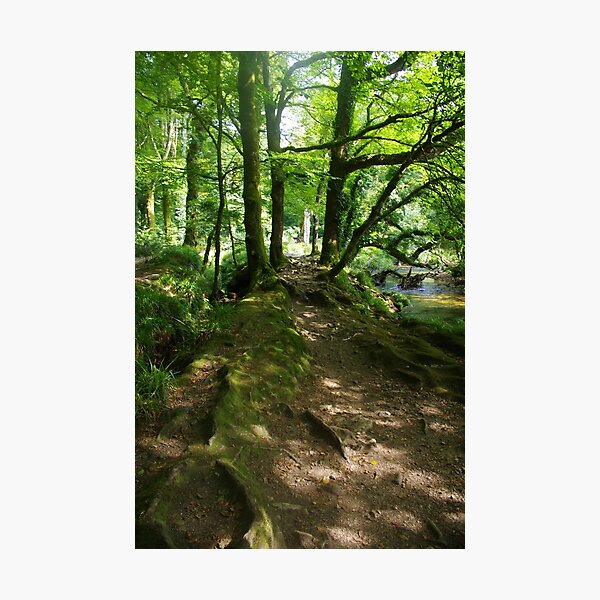Item preview, A Shady Walk, Draynes Woods, Cornwall, UK designed and sold by lezvee.