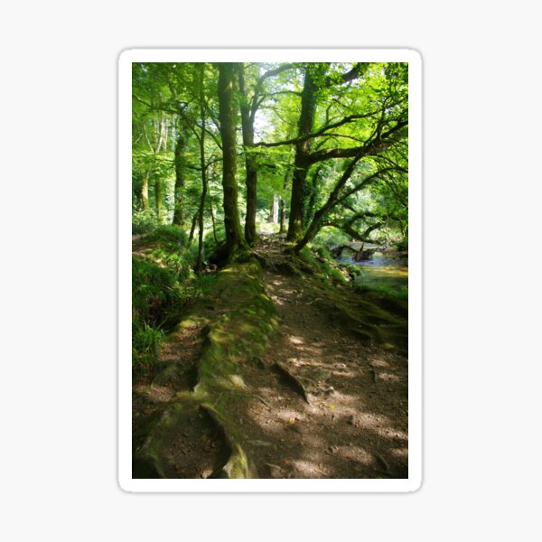 Item preview, A Shady Walk, Draynes Woods, Cornwall, UK designed and sold by lezvee.