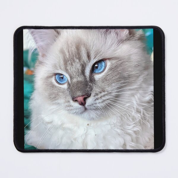 Item preview, Lynx ragdoll baby cat designed and sold by Fluffycat2020.