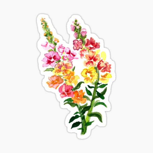 Flores simples - Flor de margarita Cosmos - Pegatina de vinilo grande  brillante - Pegatinas de naturaleza lindas / bonitas - Jardín / Jardinería  /