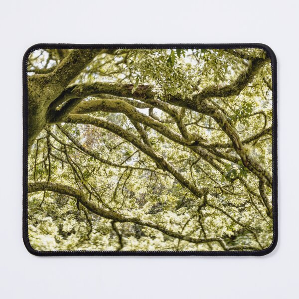 Item preview, Dreamy Oak designed and sold by DiFigianoPhoto.