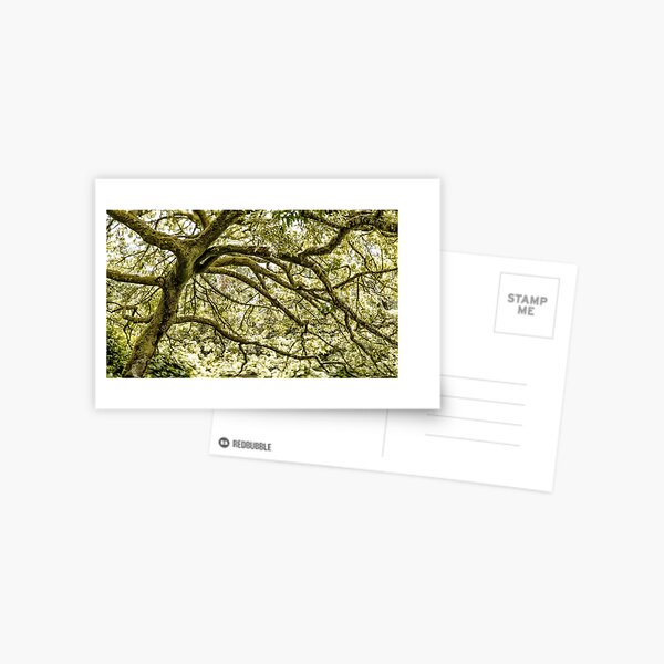 Item preview, Dreamy Oak designed and sold by DiFigianoPhoto.