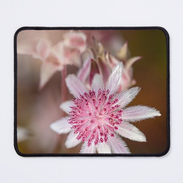 Item preview, Pink Flannel Flower - photograph designed and sold by Kestrelle.