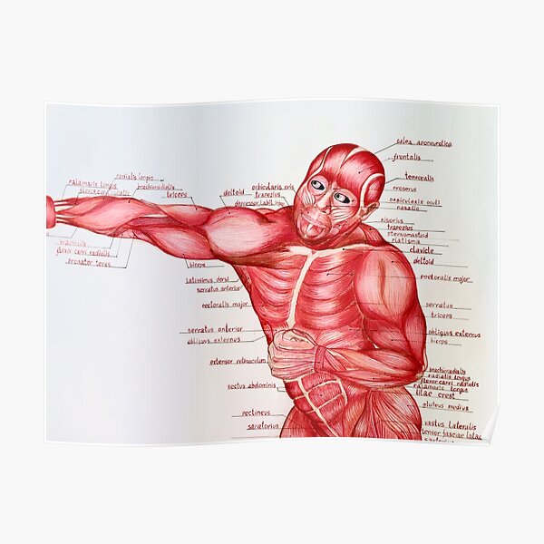 Muscular anatomy Poster