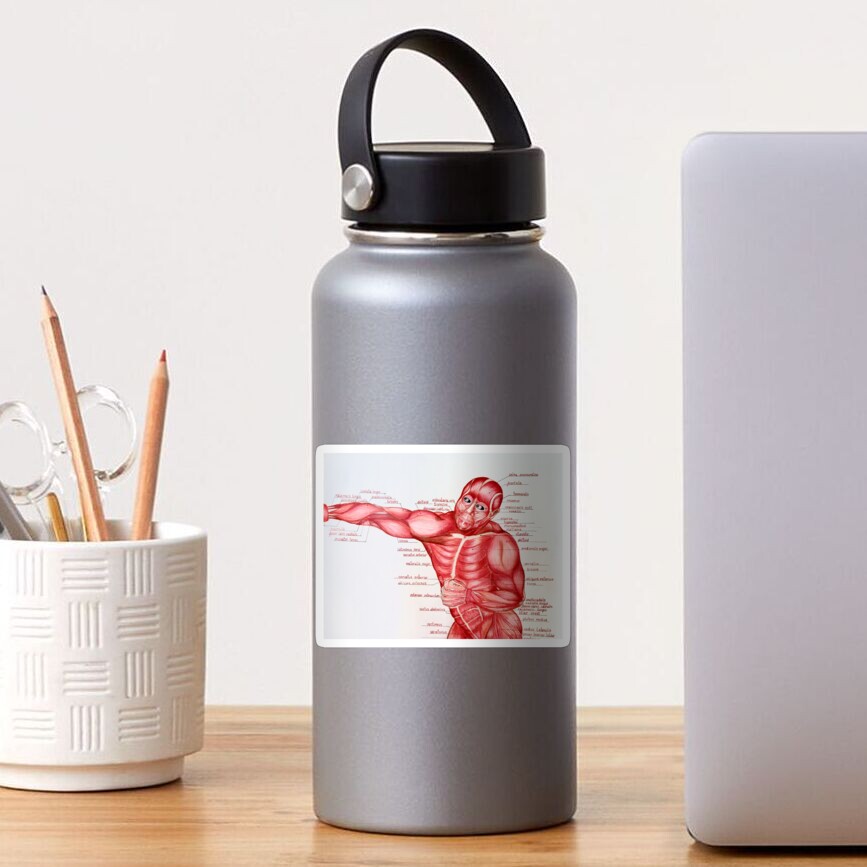 Muscular anatomy Sticker