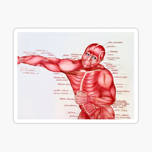 Muscular anatomy Sticker