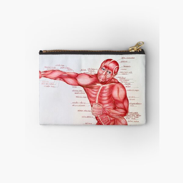 Item preview, Muscular anatomy  designed and sold by EllaBoughton.