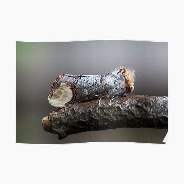 Buff tail moth Poster