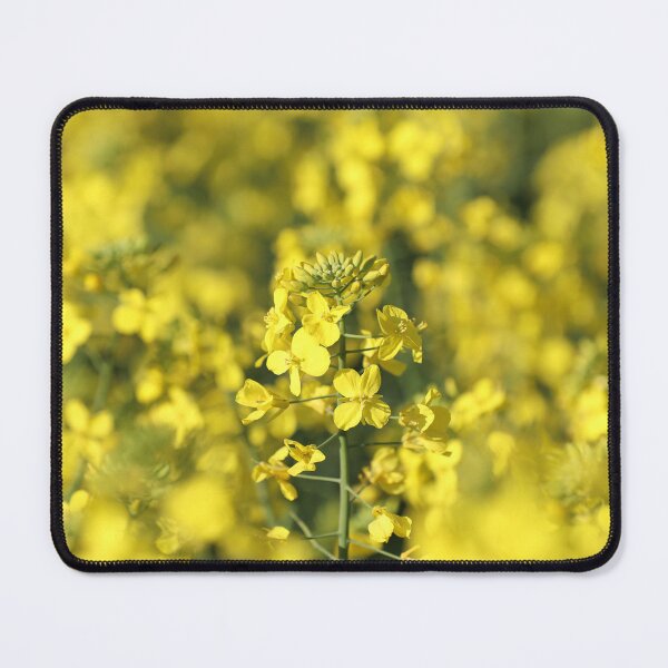 Item preview, Springtime canola designed and sold by Leanne Davis.