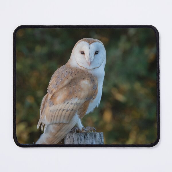 Item preview, barn owl designed and sold by tammy mellor.