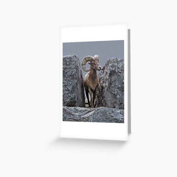 King of the Mountain Greeting Card