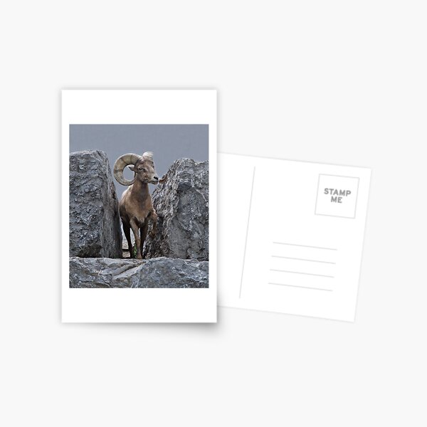 King of the Mountain Postcard