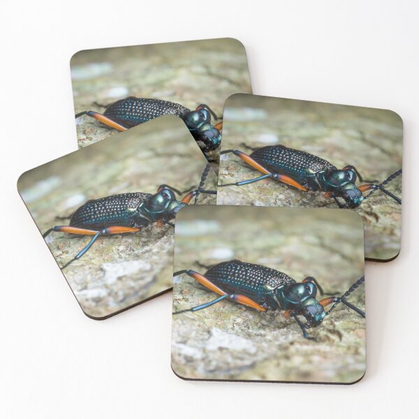 Item preview, Darkling beetle (Strongylium sp.) designed and sold by AvonPerception.