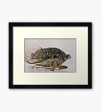 cicada Framed Print