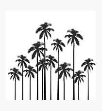 Black and White Exotic Tropical Palm Trees Photographic Print