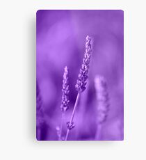 Lámina metálica Lavanda Lavanda