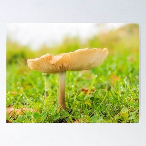 Item preview, Fungi designed and sold by Dorset Girl.