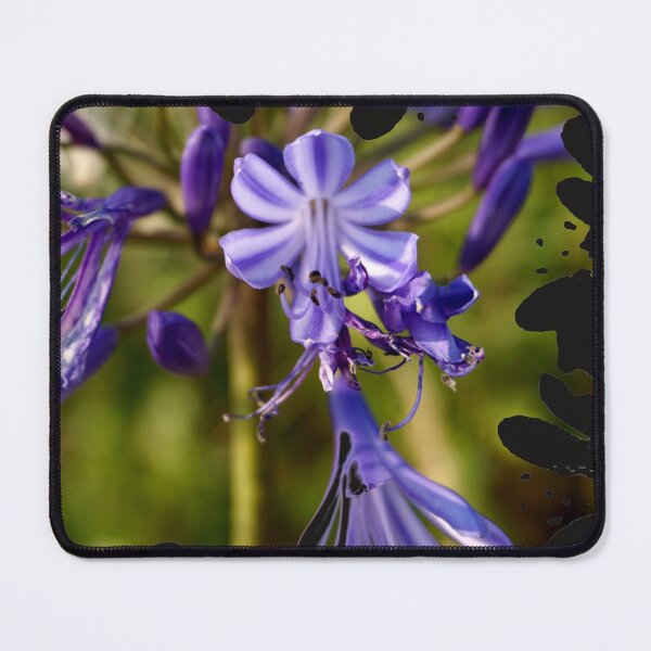 Item preview, Agapanthus Flowers designed and sold by Nicole Gath.