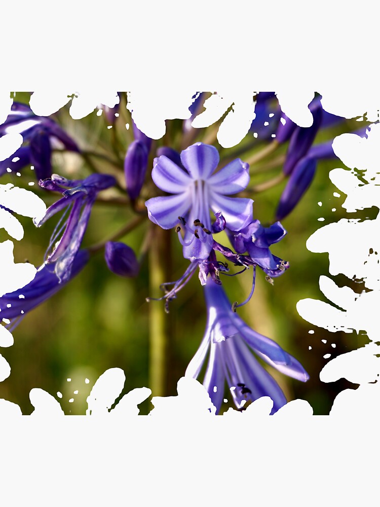"Agapanthus Flowers" Sticker for Sale by Blaze2o14 Redbubble