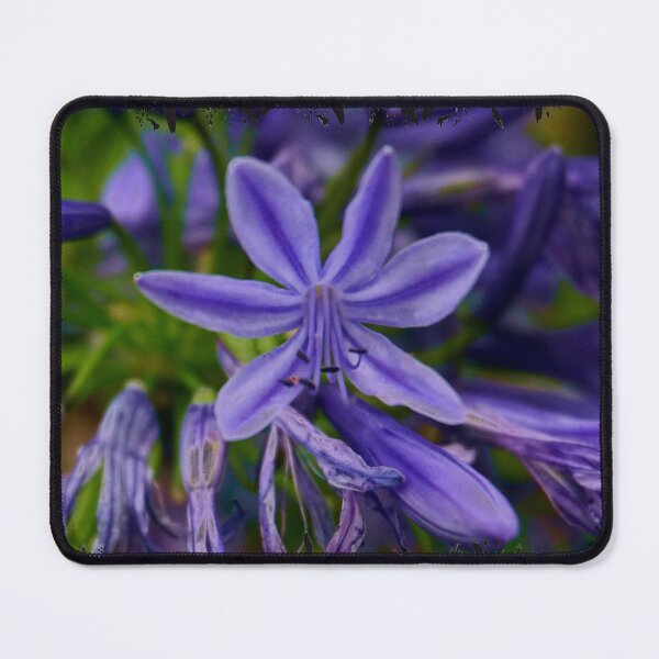 Item preview, Agapanthus Flowers designed and sold by Nicole Gath.