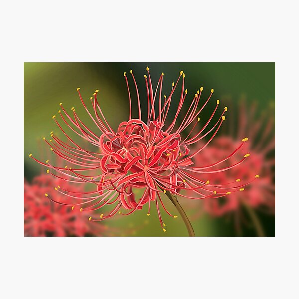 Regalos y productos: Lirio Ara%c3%b1a Roja | Redbubble