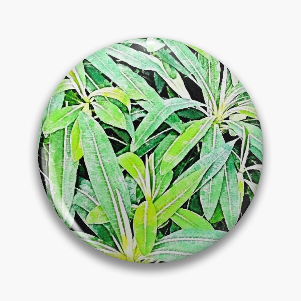Item preview, Canary Island Spurge (Euphorbia mellifera) designed and sold by Floral-Art.