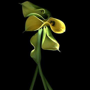 Artwork thumbnail, Calla Lily Dark Floral by LindasPhotoArt