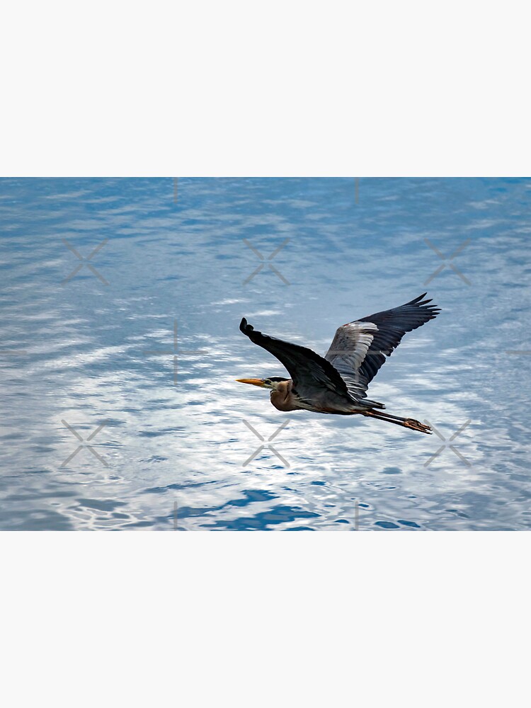 Great Blue Heron In Flight by BeachtownViews