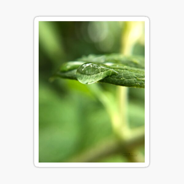 Item preview, Droplet on leaf designed and sold by Rachel Dash-Williams Creative.