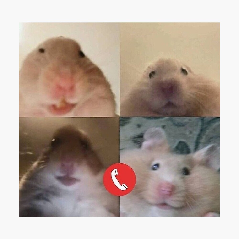 Hamster video call