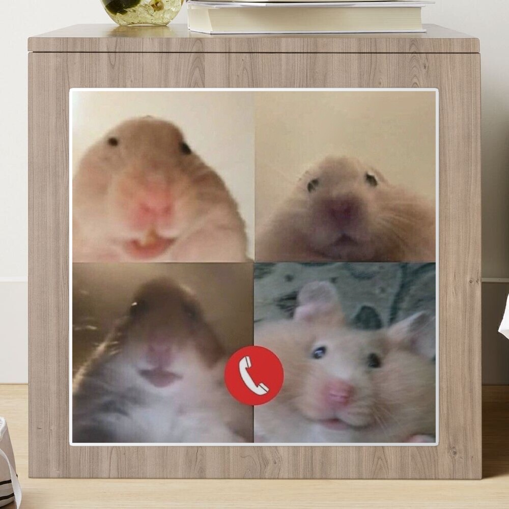 Hamster video call