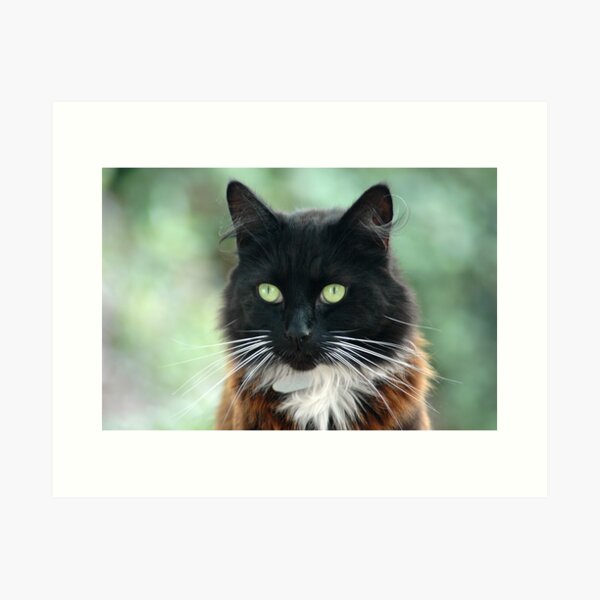 Pudsy Art Print