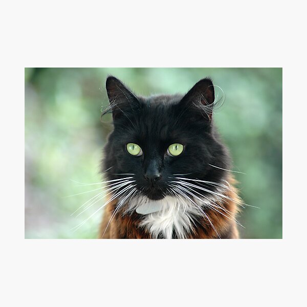 Pudsy Photographic Print