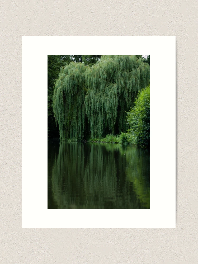 Łężczok Wetlands Soundscape - Spring Whisper by the Weeping Willow Fine Art  Print 
