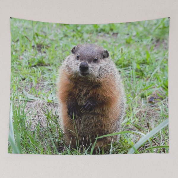 Item preview, Hello Mr. Gopher! designed and sold by DonnaM.