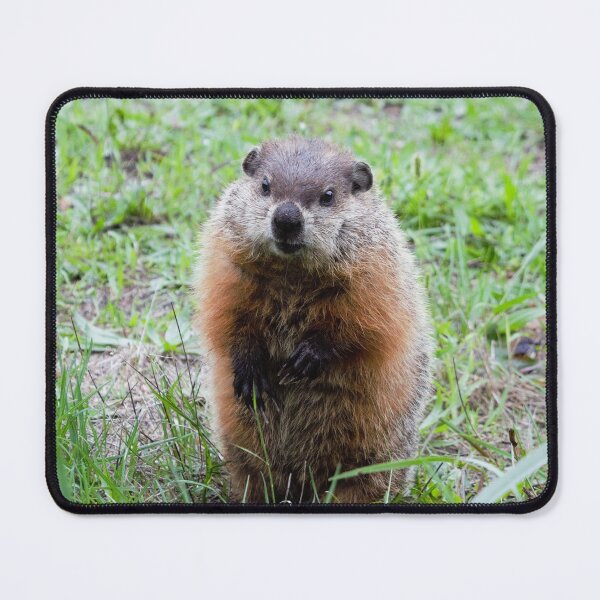 Item preview, Hello Mr. Gopher! designed and sold by DonnaM.