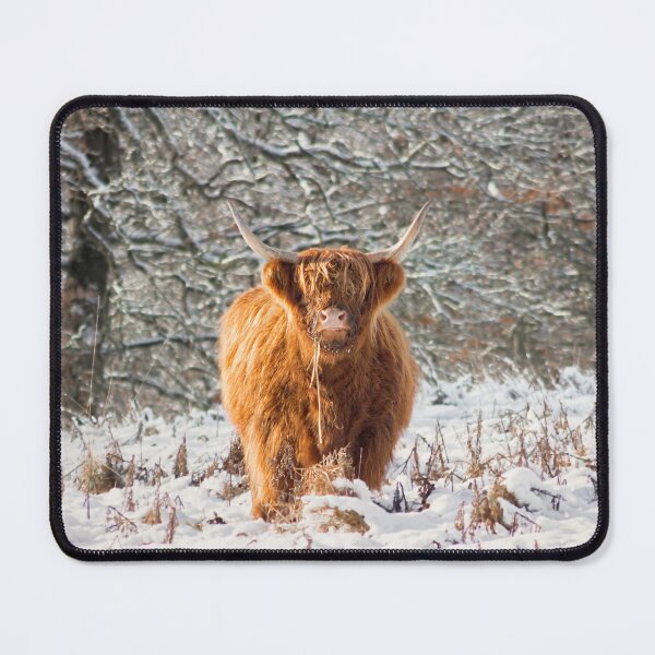 Item preview, Vaca de las Highlands escocesas en la nieve designed and sold by HaleyRedshaw.