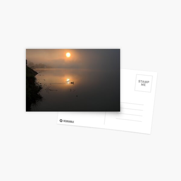 Mallard in Sunrise Postcard