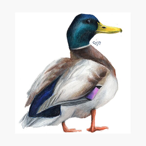 Duck in colored pencils : r/learntodraw