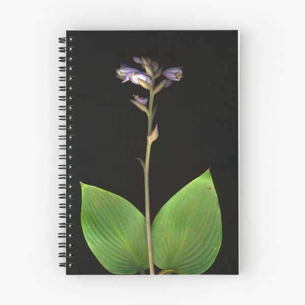 Item preview, Hosta in Bloom designed and sold by Barbara E Wyeth.