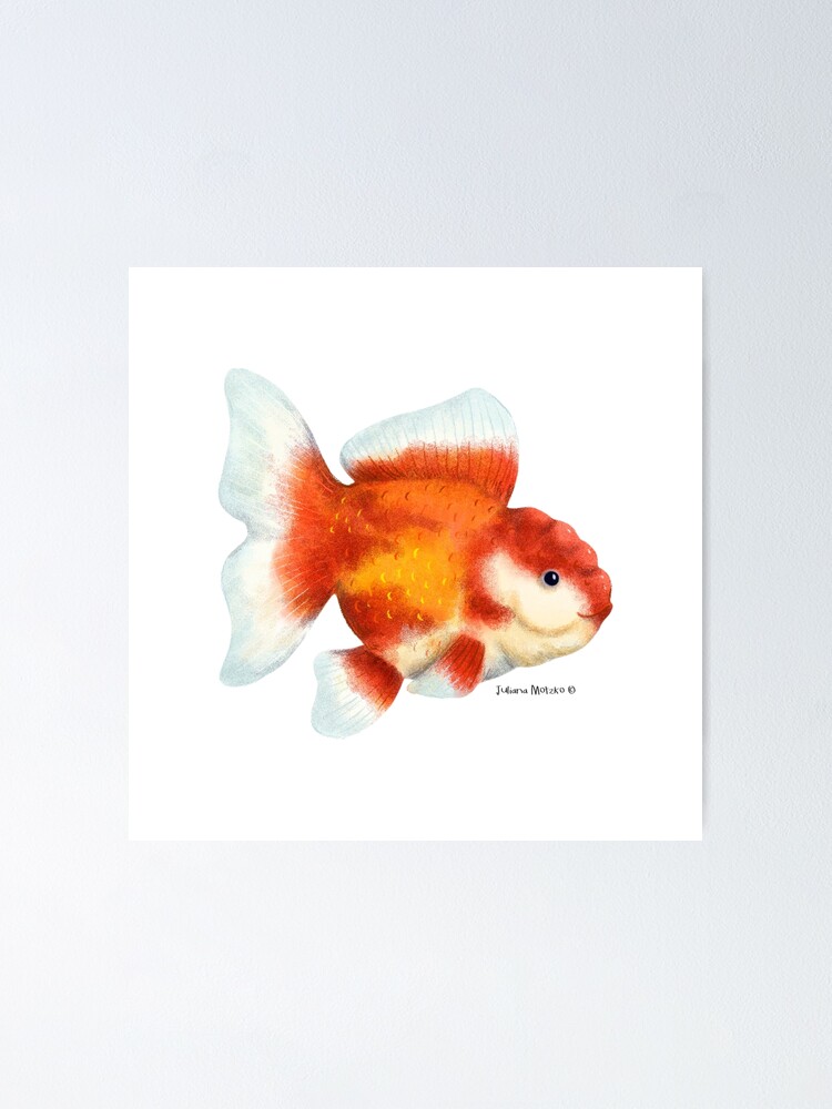 Pet Oranda Goldfish in an Aquarium Photo Cool Fish Poster Aquatic Wall  Decor Fish Pictures Wall Art Underwater Picture of Fish for Wall Wildlife  Reef Poster Cool Wall Decor Art Print Poster