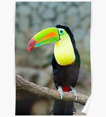 Toucan Poster