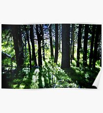 Woods Poster