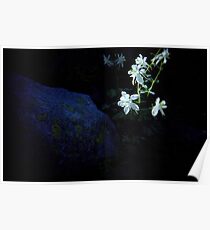 wildflowers Poster