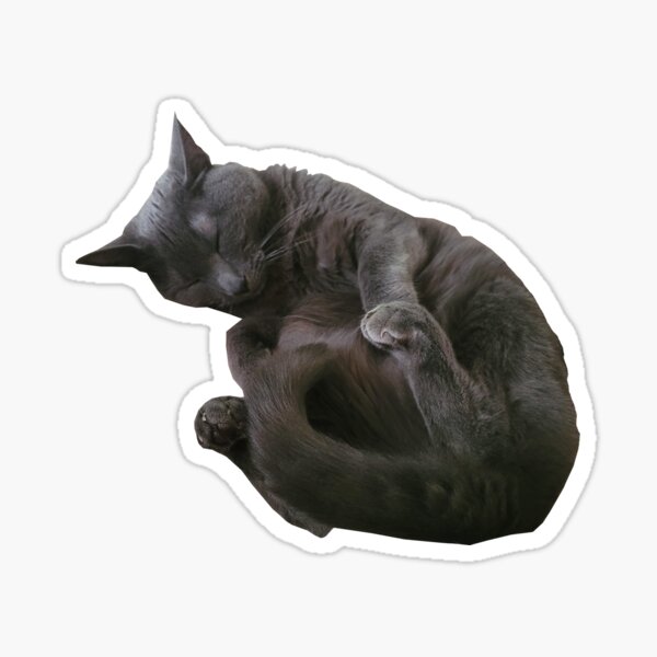 Always Tired Sticker Cat Sticker, Bubble Free Stickers, Cats, Cute Sticker,  Quote Sticker, Gift Ideas, Kawaii, Funny Gift, Sleepy Cat 