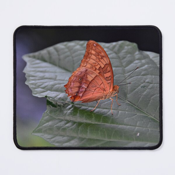 Item preview, Leafwing designed and sold by andreisky.