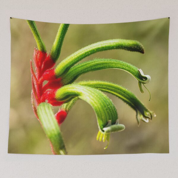 Item preview, Red Kangaroo Paw - Western Australia designed and sold by Life Images by Jill .