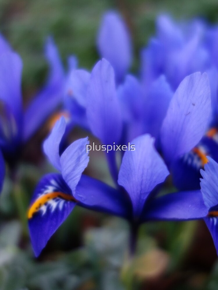 Thumbnail 4 of 4, iPhone Case, Iris Reticulata designed and sold by pluspixels.